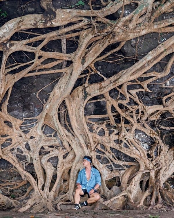 Trong khu du lịch thác Dray Nur có một cây cổ thụ với bộ rễ siêu to thế này. Ảnh: dimotngaydang