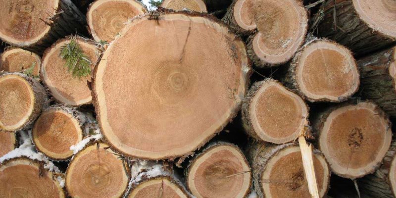 Tìm thấy các mảnh gỗ tuyết tùng 5.000 năm tuổi